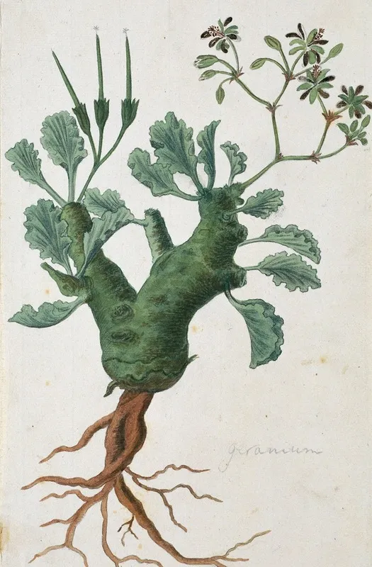 Pelargonium Klinghardtense Knuth Wall Art by Robert Jacob Gordon - High-Resolution Digital Print