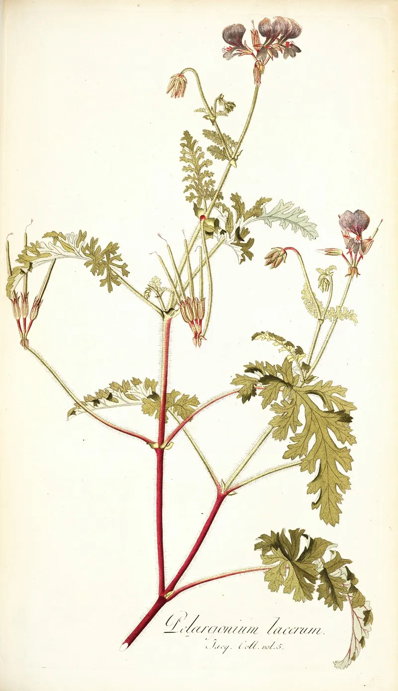 Pelargonium Lacerum Wall Art by Nikolaus Joseph Freiherr von Jacquin - High-Resolution Digital Print