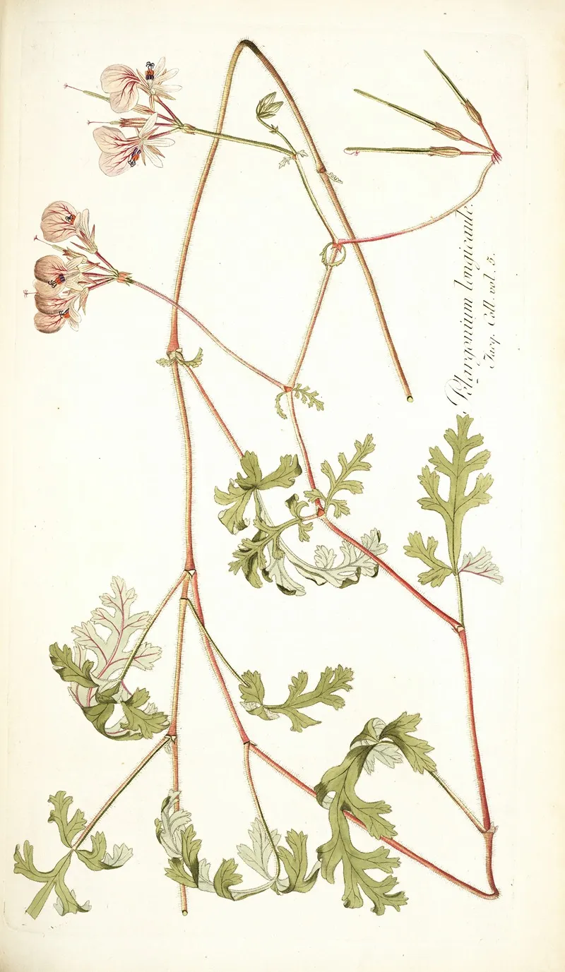 Pelargonium Longicaule Wall Art by Nikolaus Joseph Freiherr von Jacquin - High-Resolution Digital Print