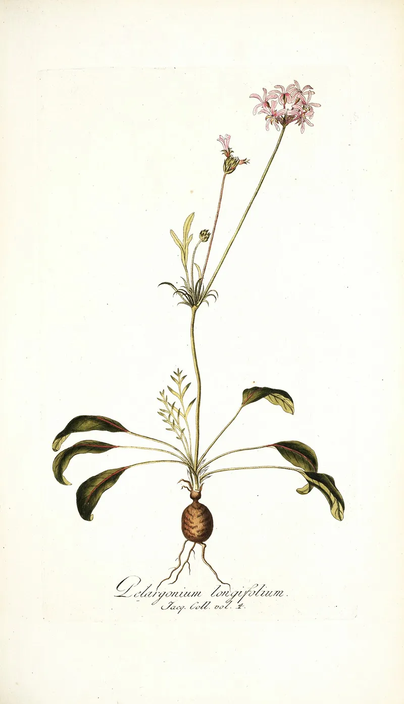 Pelargonium Longifolium Wall Art by Nikolaus Joseph Freiherr von Jacquin - High-Resolution Digital Print