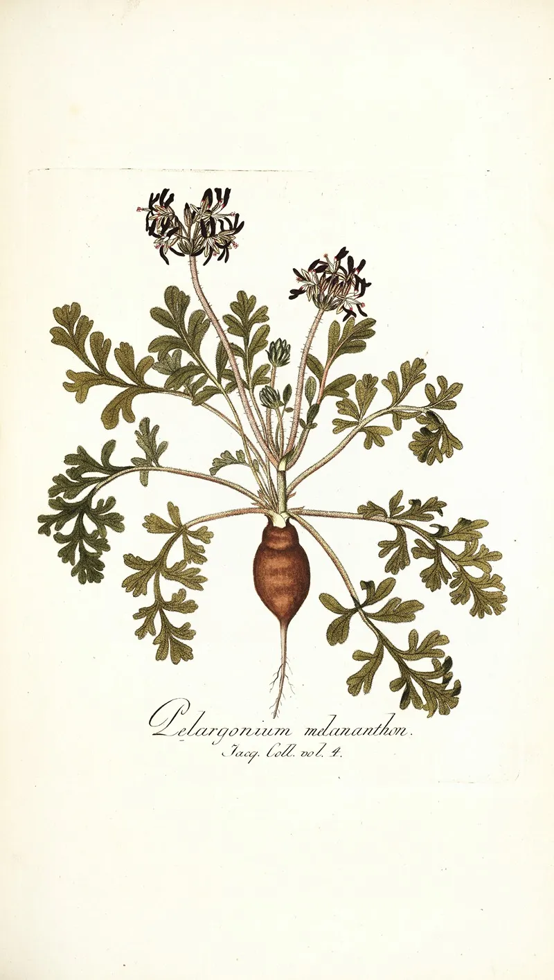Pelargonium Melananthon Wall Art by Nikolaus Joseph Freiherr von Jacquin - High-Resolution Digital Print