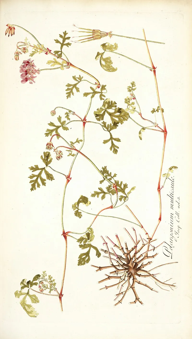 Pelargonium Multicaule Wall Art by Nikolaus Joseph Freiherr von Jacquin - High-Resolution Digital Print