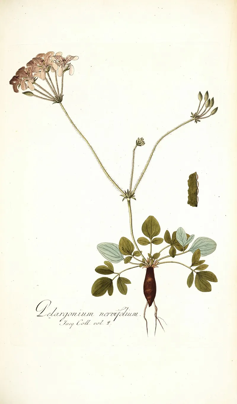 Pelargonium Nervifolium Wall Art by Nikolaus Joseph Freiherr von Jacquin - High-Resolution Digital Print