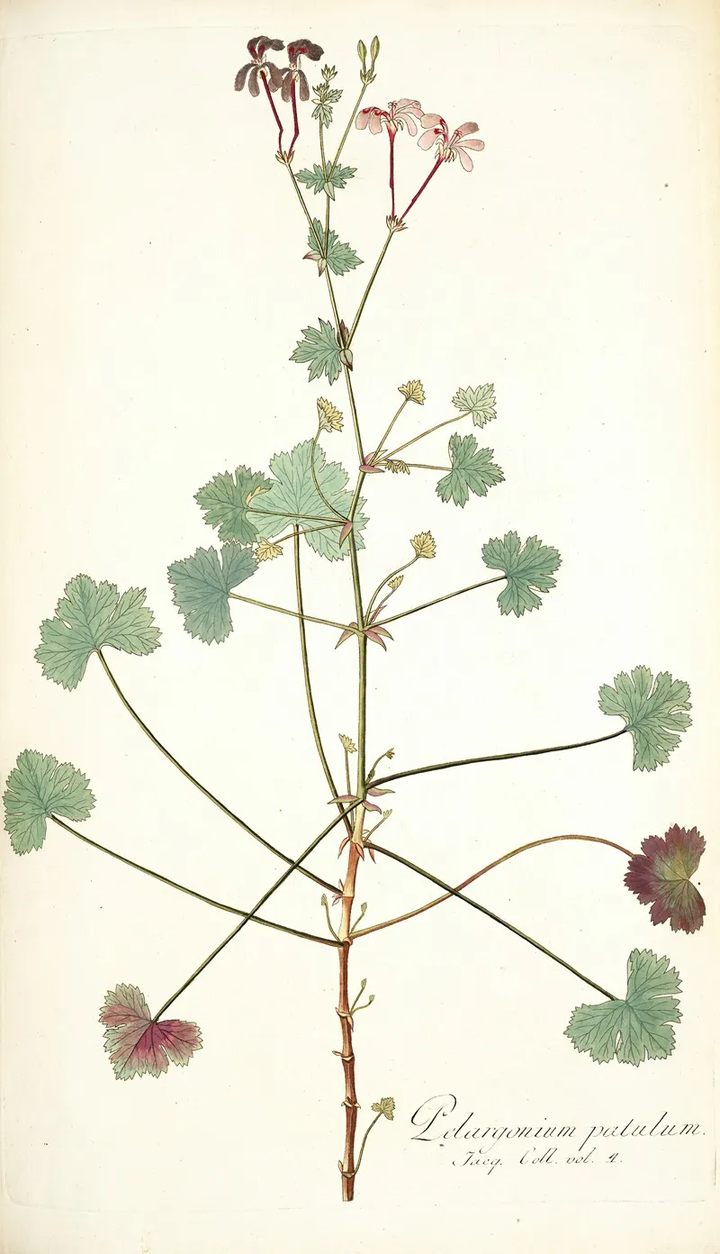 Pelargonium Patulum Wall Art by Nikolaus Joseph Freiherr von Jacquin - High-Resolution Digital Print