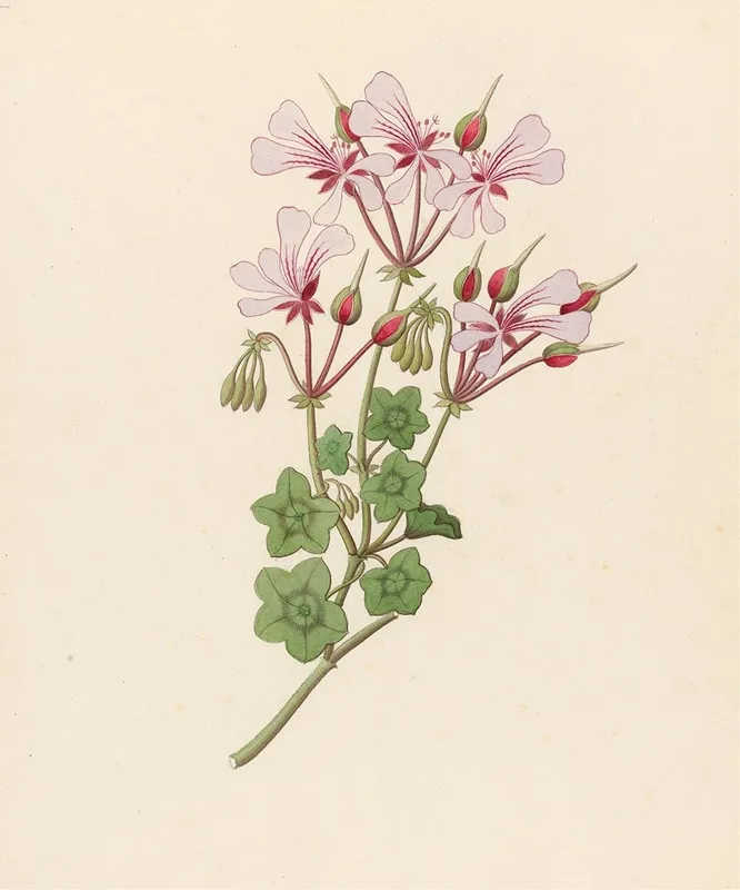 Pelargonium Peltatum Wall Art by Clemenz Heinrich Wehdemann - High-Resolution Digital Print