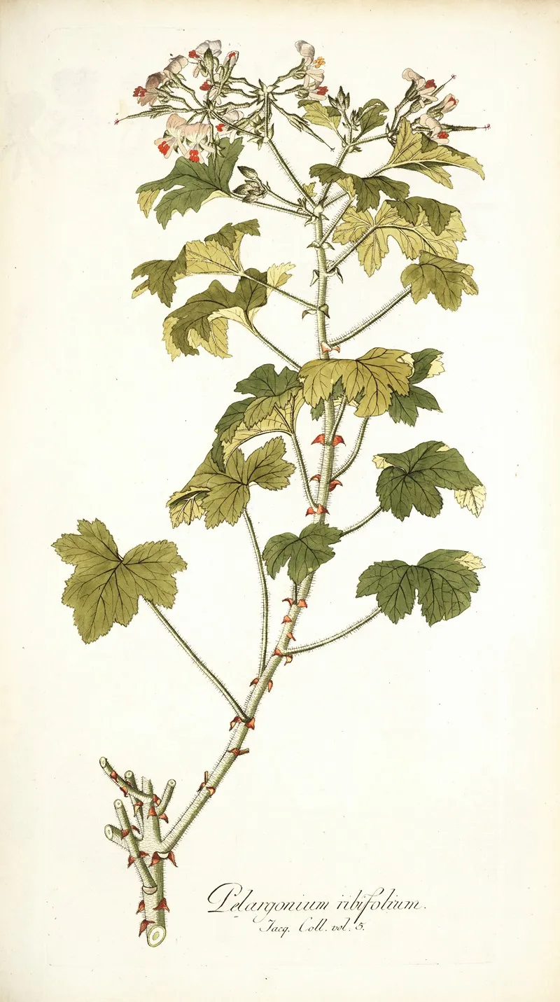Pelargonium Ribifolium Wall Art by Nikolaus Joseph Freiherr von Jacquin - High-Resolution Digital Print