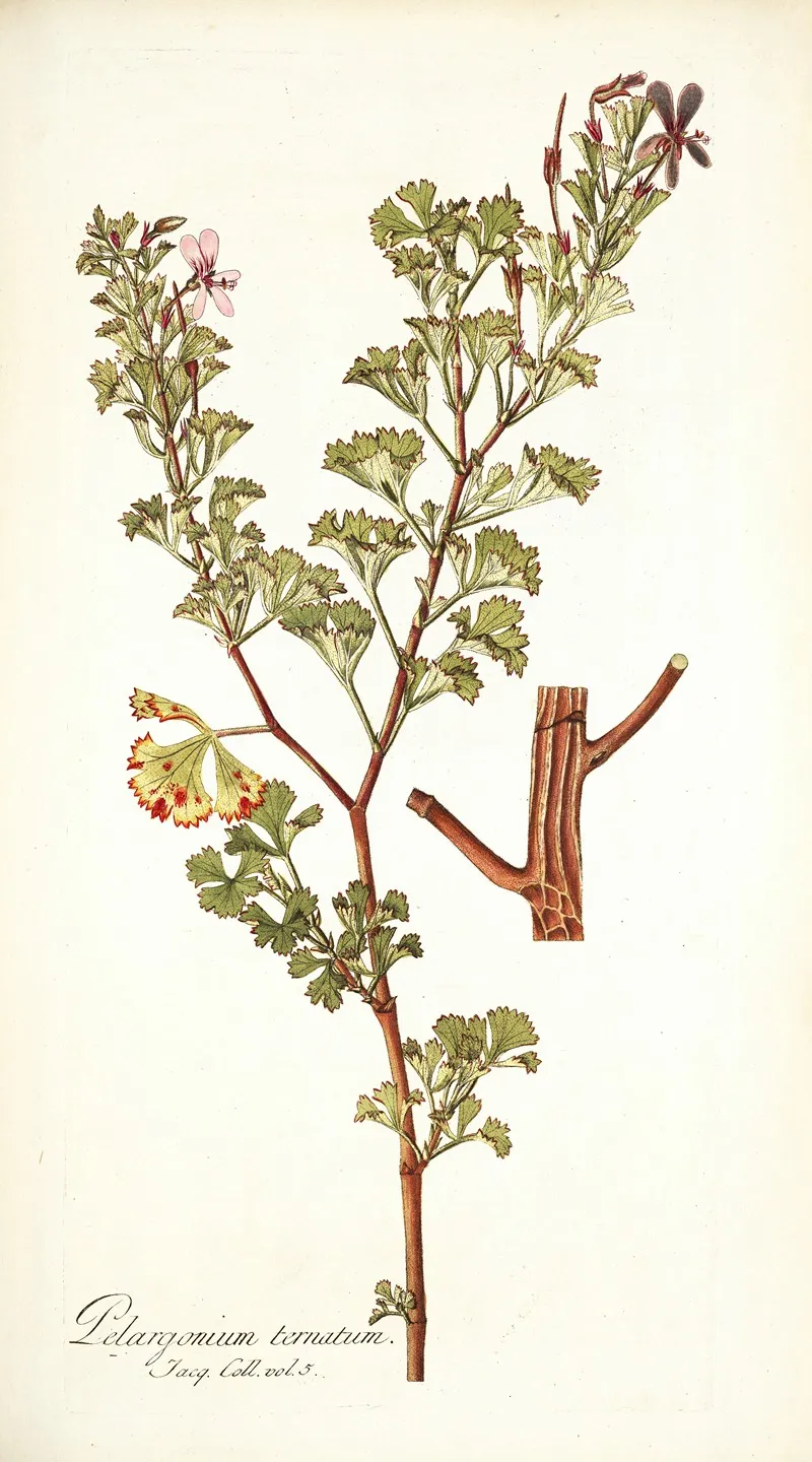 Pelargonium Ternatum Wall Art by Nikolaus Joseph Freiherr von Jacquin - High-Resolution Digital Print