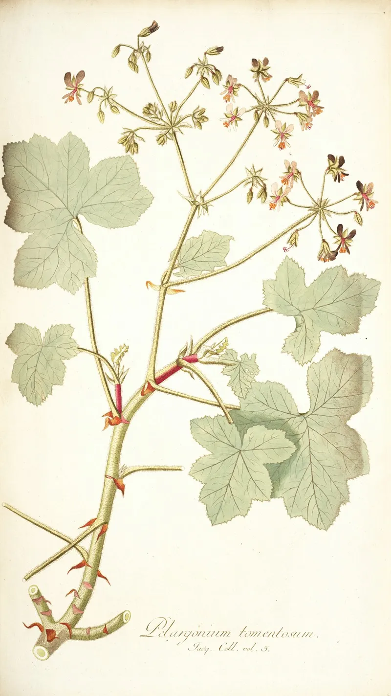 Pelargonium Tomentosum Wall Art by Nikolaus Joseph Freiherr von Jacquin - High-Resolution Digital Print