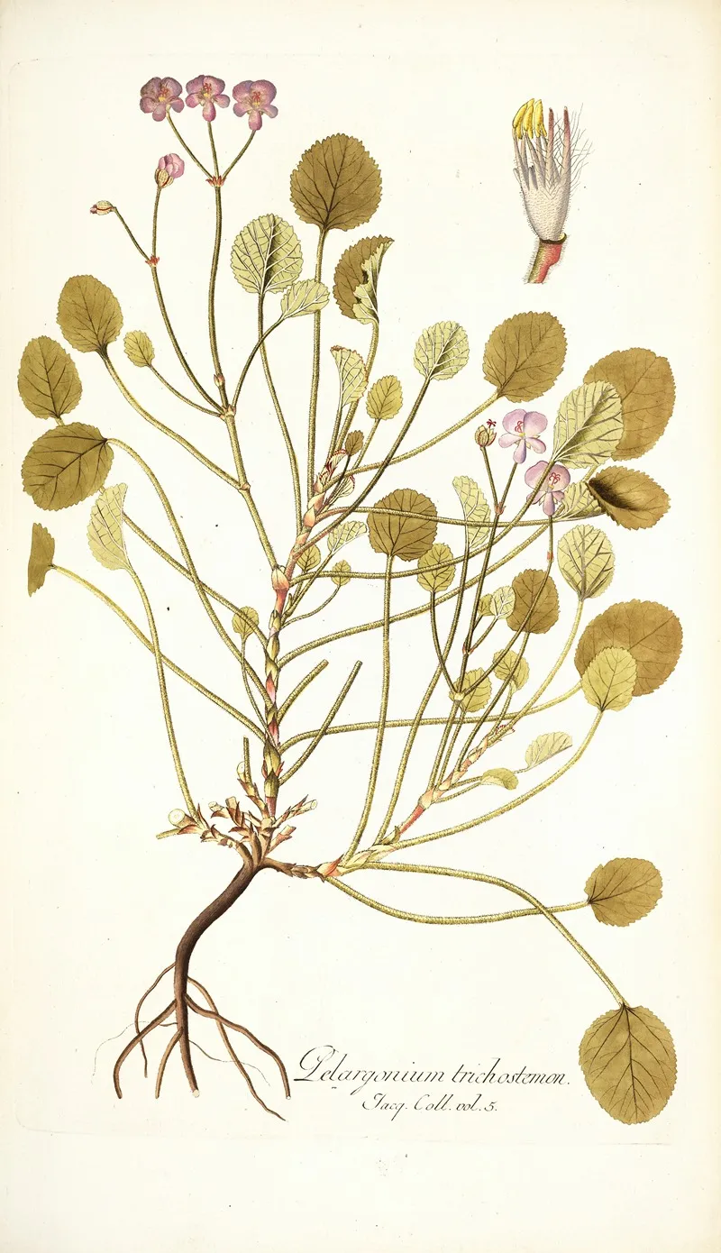 Pelargonium Trichostemon Wall Art by Nikolaus Joseph Freiherr von Jacquin - High-Resolution Digital Print