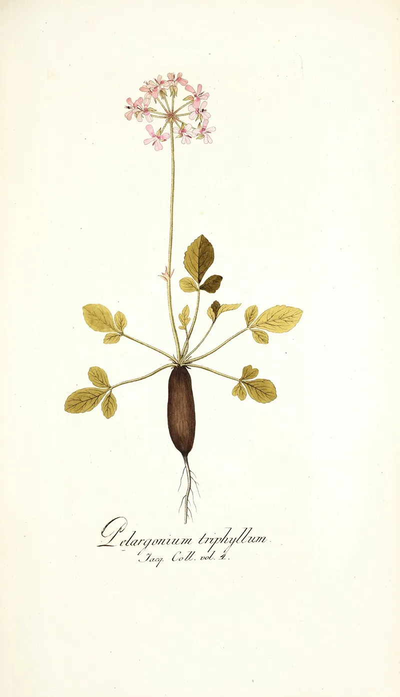 Pelargonium Triphyllum Wall Art by Nikolaus Joseph Freiherr von Jacquin - High-Resolution Digital Print