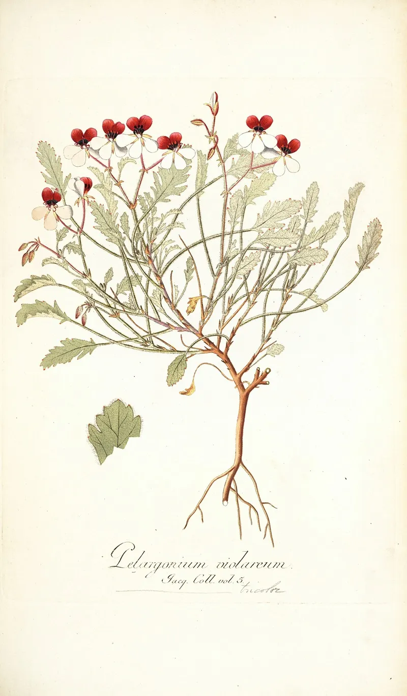 Pelargonium Violareum Wall Art by Nikolaus Joseph Freiherr von Jacquin - High-Resolution Digital Print