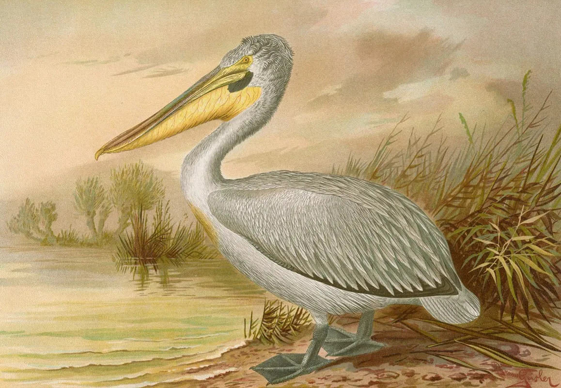 Pelecanus Crispus Wall Art by Johann Friedrich Naumann - High-Resolution Digital Print