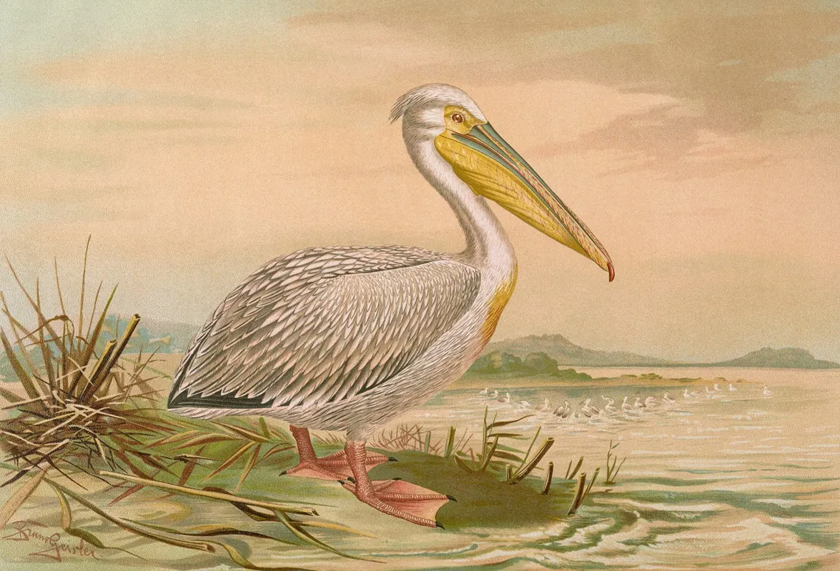 Pelecanus Onocrotalus Wall Art by Johann Friedrich Naumann - High-Resolution Digital Print