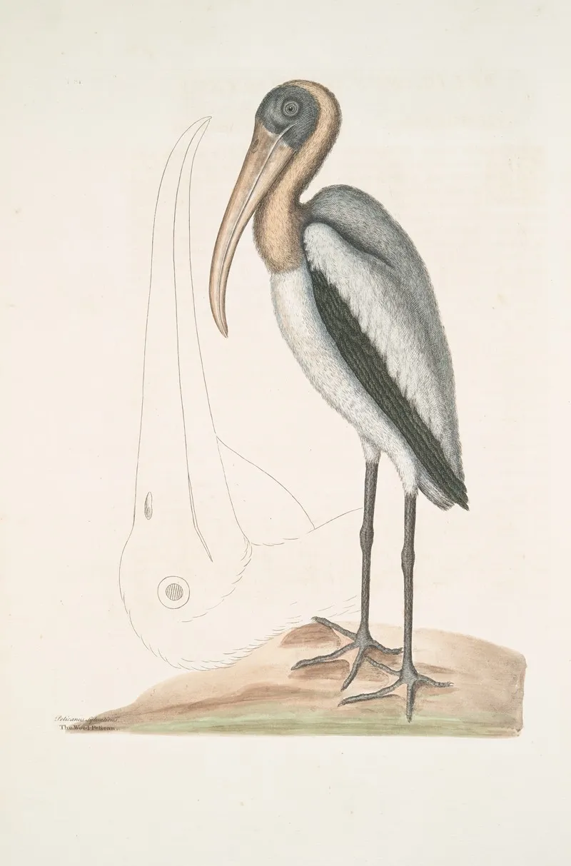 Pelicanus Sylvaticus The Wood Pelican Wall Art by Mark Catesby - High-Resolution Digital Print