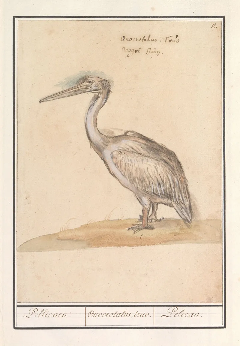 Pelikaan Pelicanus Wall Art by Anselmus Boëtius de Boodt - High-Resolution Digital Print