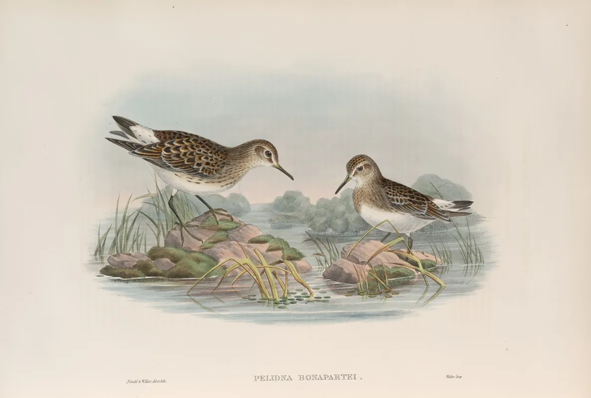 Pelinda Bonapartei Bonapartes Sandpiper Wall Art by John Gould - High-Resolution Digital Print