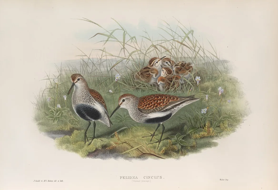 Pelinda Cinclus Summer Plumage Dunlin Summer Plumage Wall Art by John Gould - High-Resolution Digital Print