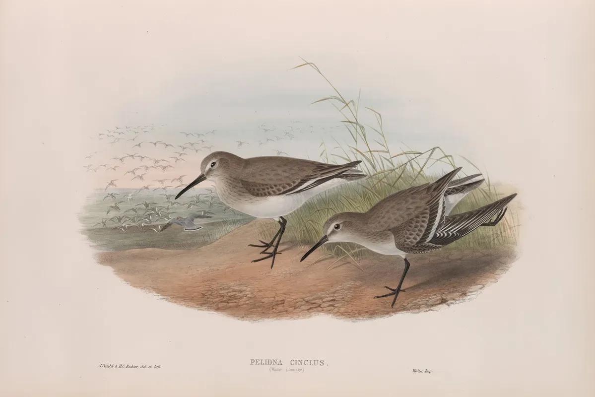 Pelinda Cinclus Winter Plumage Dunlin Winter Plumage Wall Art by John Gould - High-Resolution Digital Print