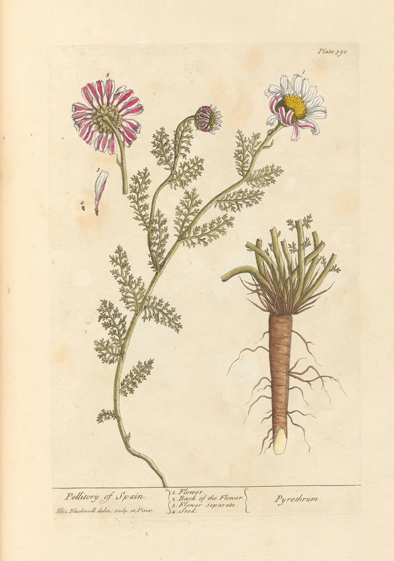 Pellitory Of Spain Wall Art by Elizabeth Blackwell - High-Resolution Digital Print