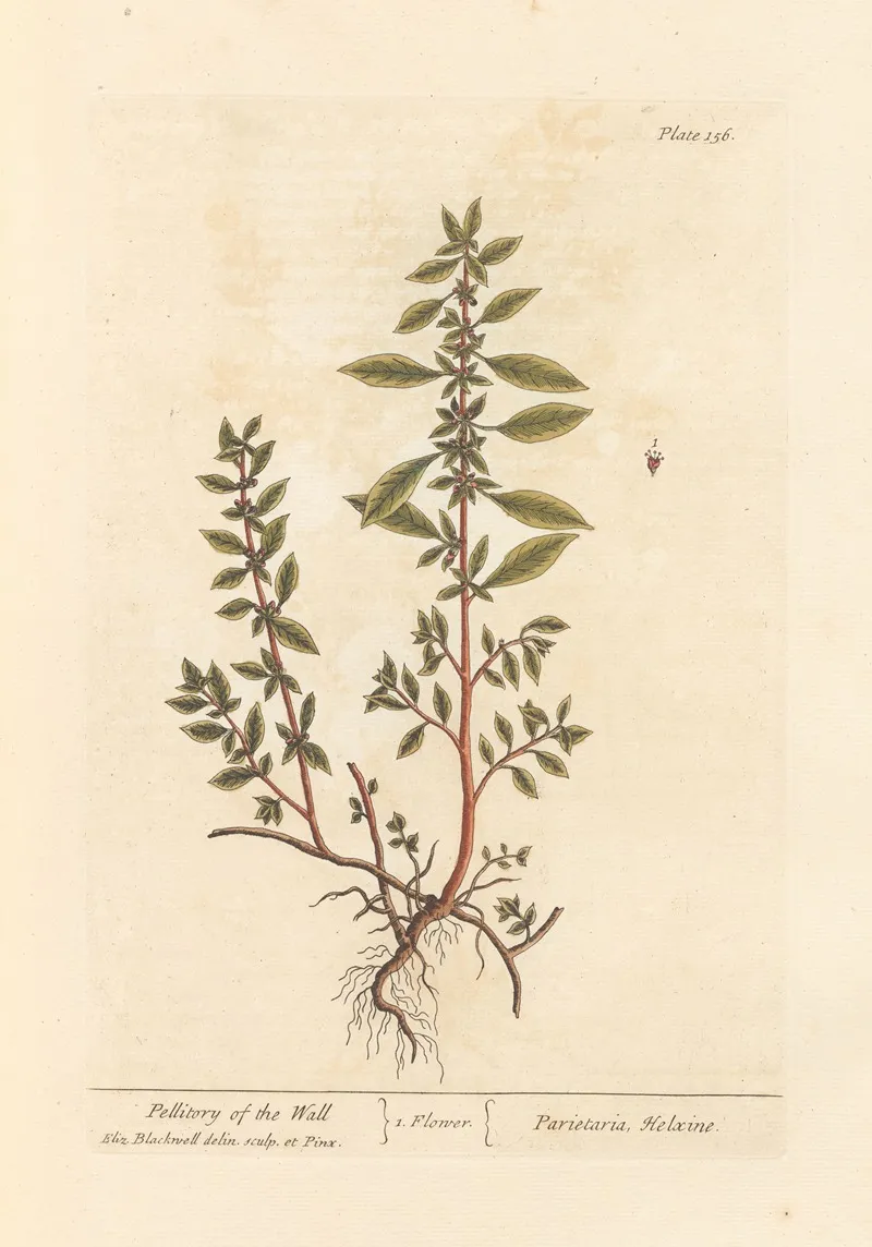 Pellitory Of The Wall Wall Art by Elizabeth Blackwell - High-Resolution Digital Print