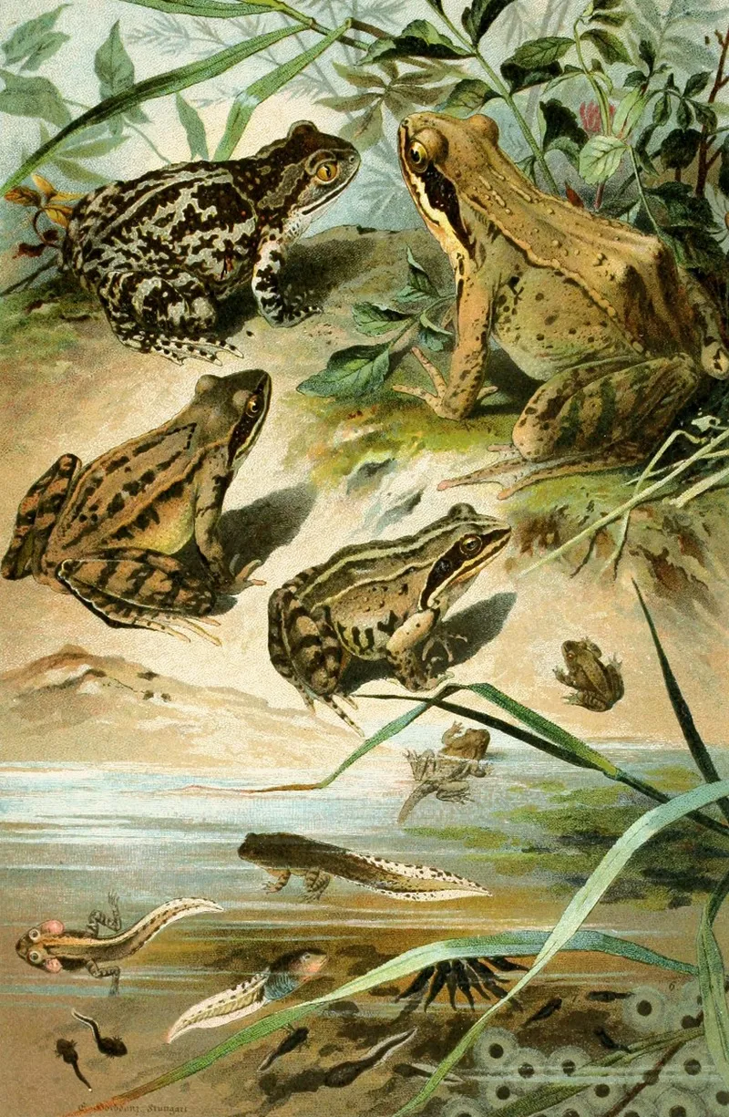 Pelobates Fuscus Rana Agilis Rana Arvalis Rana Muta Wall Art by Bruno Dürigen - High-Resolution Digital Print