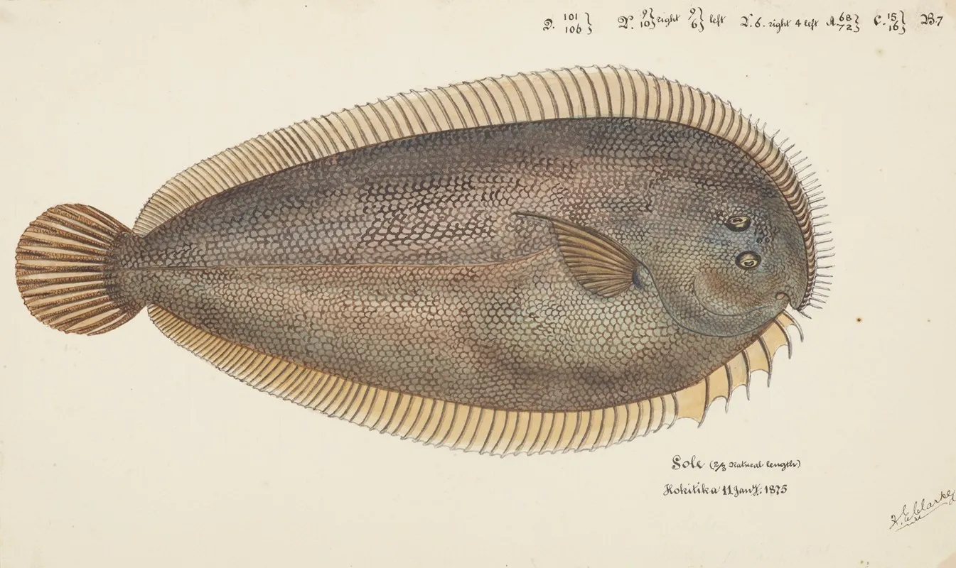 Peltorhamphus Novaezeelandiae Nz New Zealand Sole