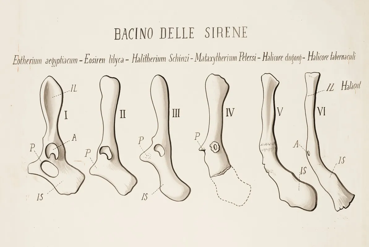 Pelvic Girdle In Species Belonging To The Order Sirenia Mammalia