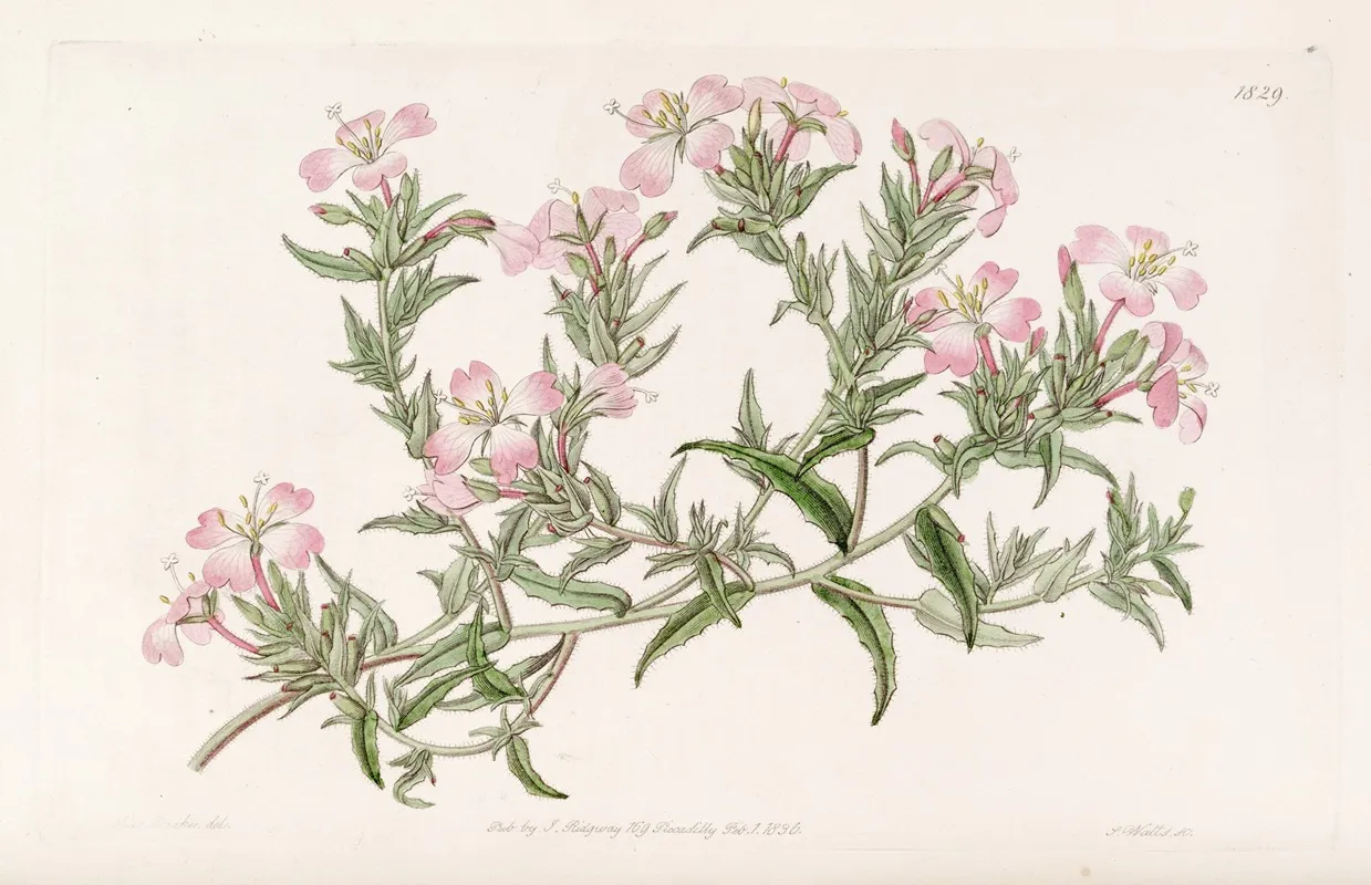 Pencilled Evening Primrose Wall Art by Sydenham Edwards - High-Resolution Digital Print
