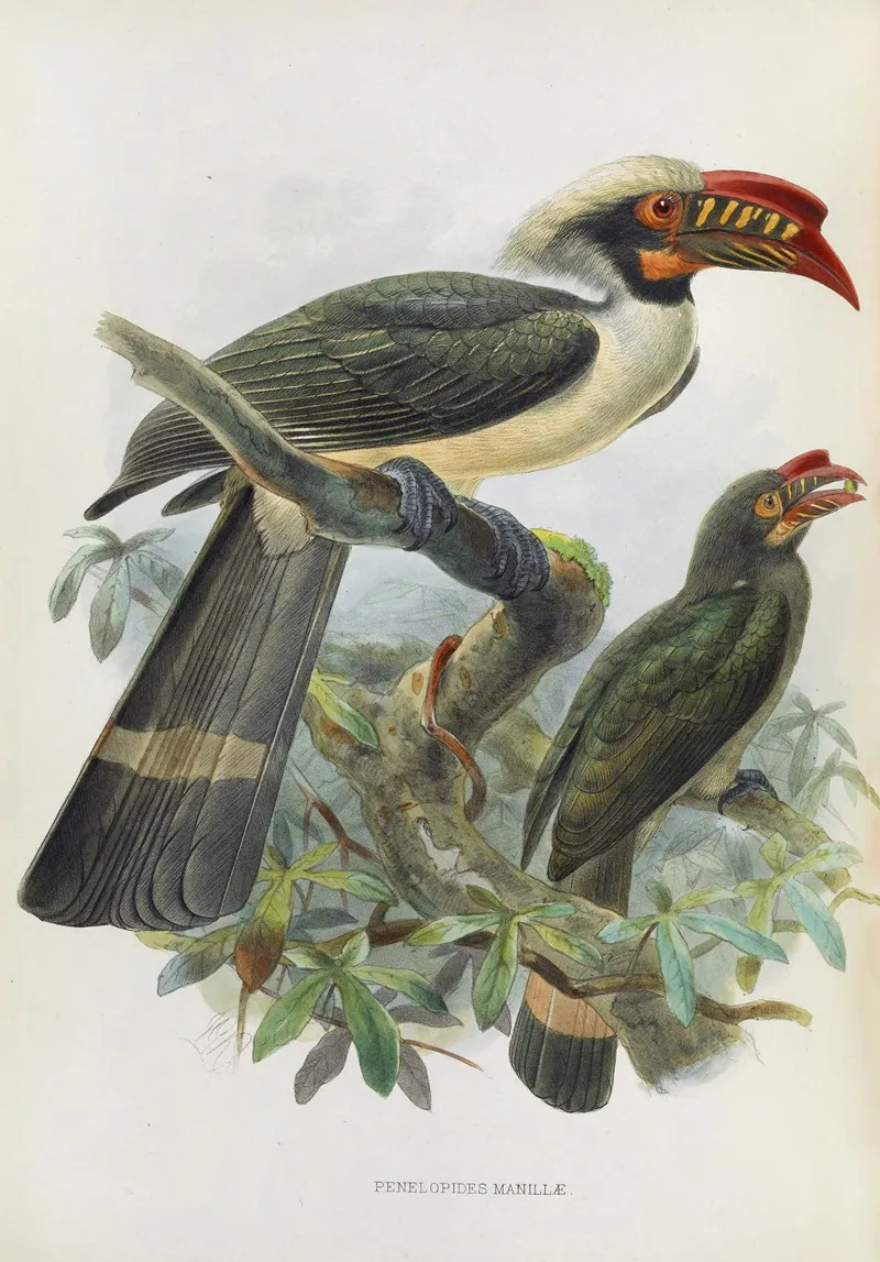 Penelopides Manillae Wall Art by Daniel Giraud Elliot - High-Resolution Digital Print