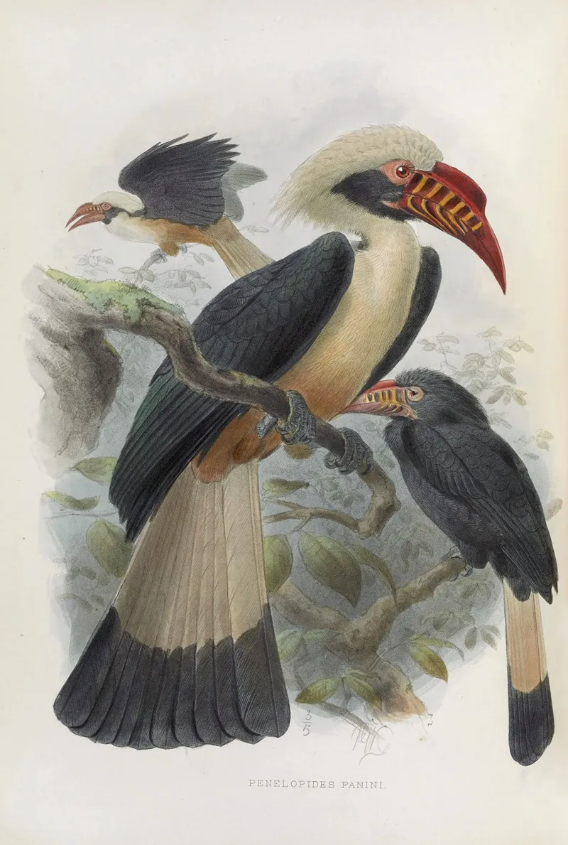 Penelopides Panini Wall Art by Daniel Giraud Elliot - High-Resolution Digital Print
