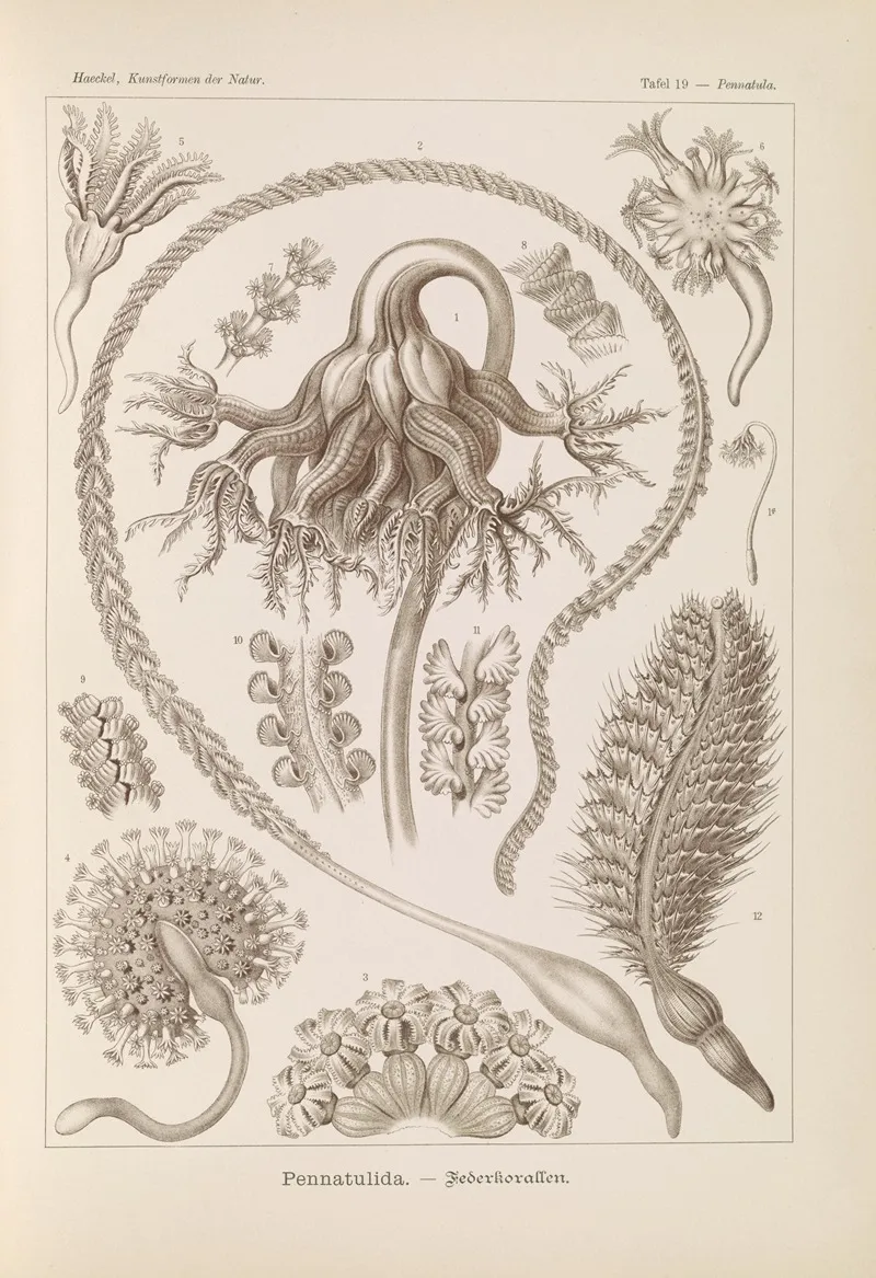 Pennatulida Federkorallen Wall Art by Ernst Haeckel - High-Resolution Digital Print