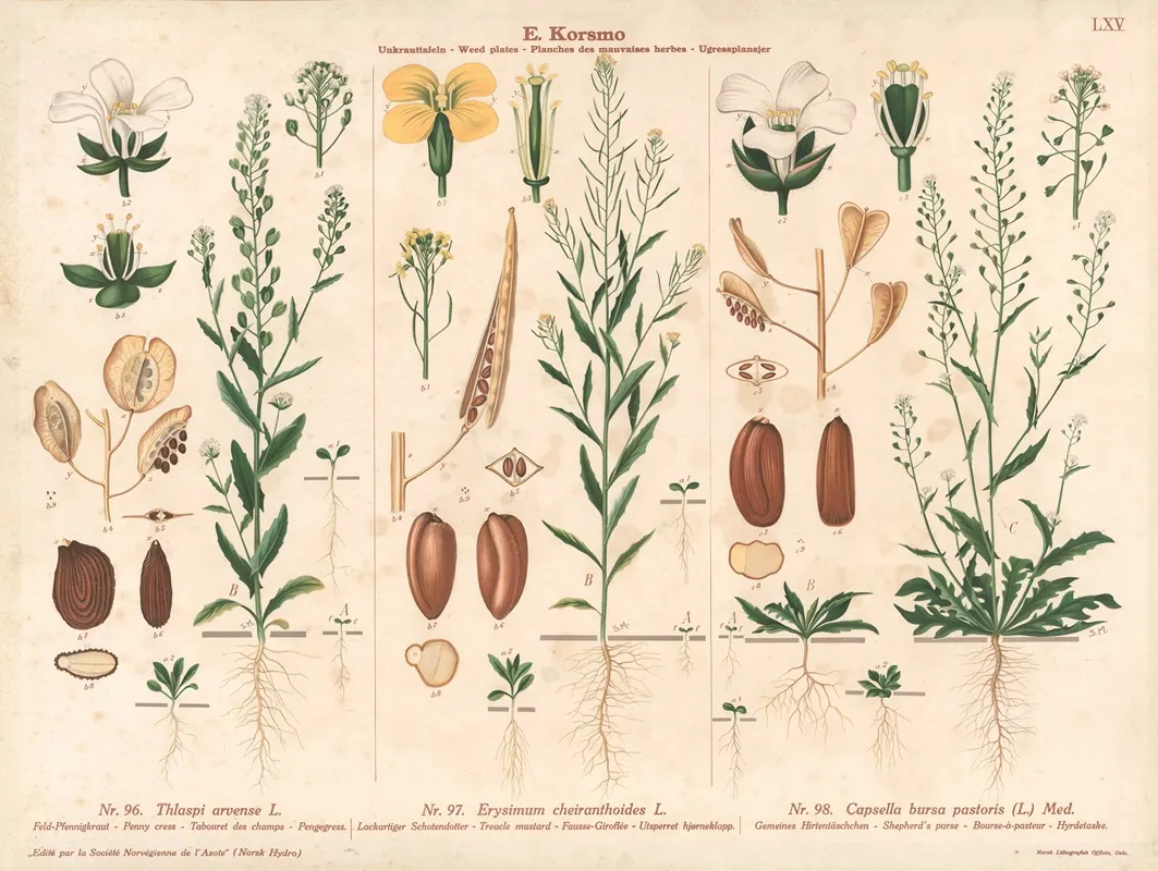 Penny Cress Trecle Mustard Shepherds Purse Wall Art by Sara Mørk - High-Resolution Digital Print