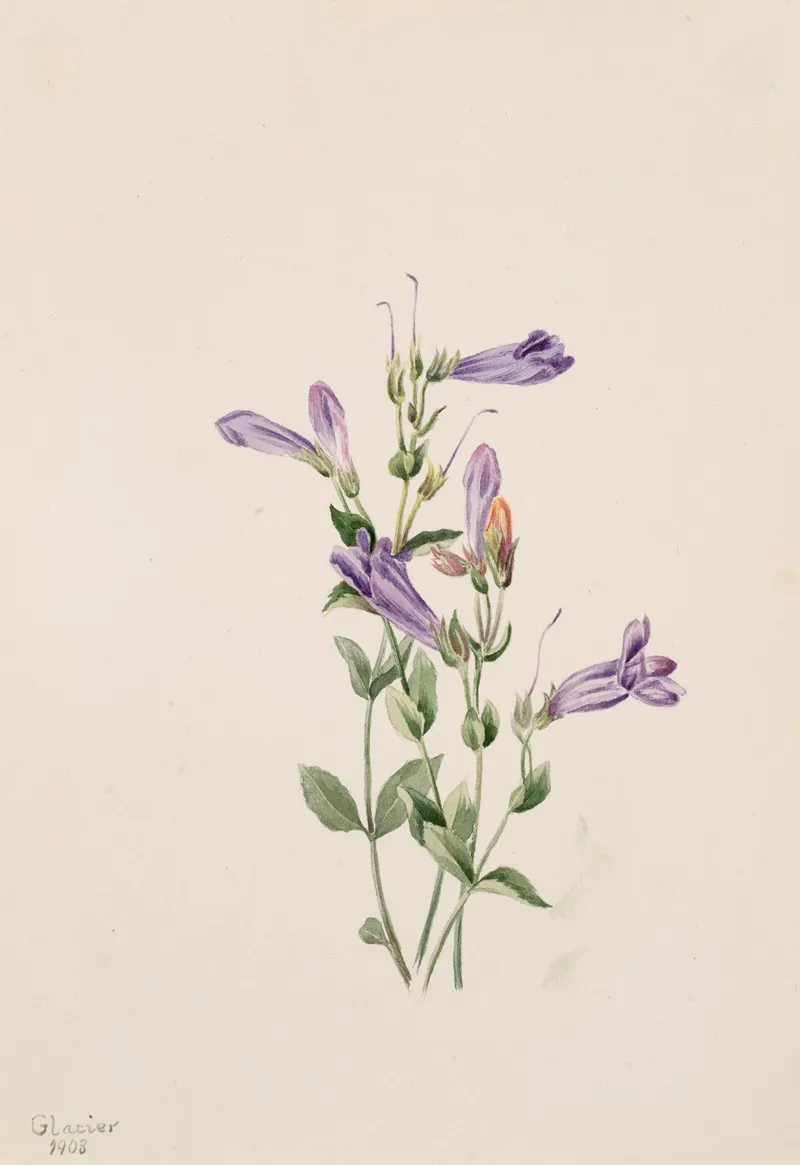 Penstemon Penstimon Fruiticosus