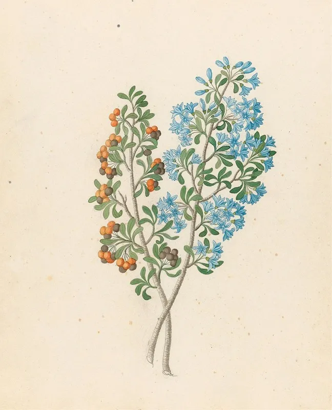 Pentand Mono Ehretia Rigida Wall Art by Clemenz Heinrich Wehdemann - High-Resolution Digital Print