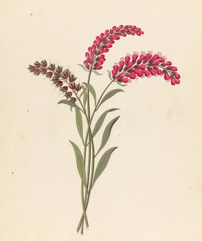Pentand Monog Lysimachia Nutans Wall Art by Clemenz Heinrich Wehdemann - High-Resolution Digital Print
