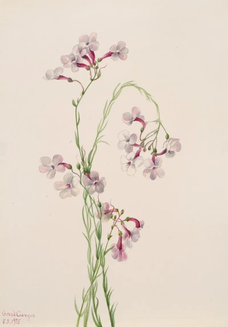 Pentstemon Ambiguus