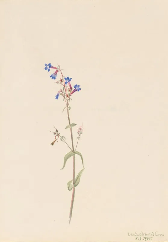 Pentstemon Pentstemon Procerus