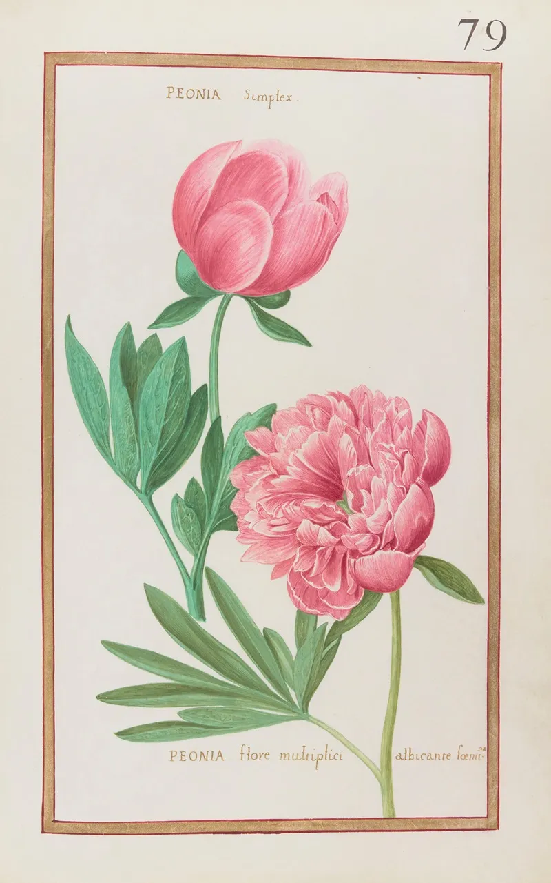 Peonia Simplex Peonia Flore Multiplici Albicante Foemina Wall Art by Daniel Rabel - High-Resolution Digital Print