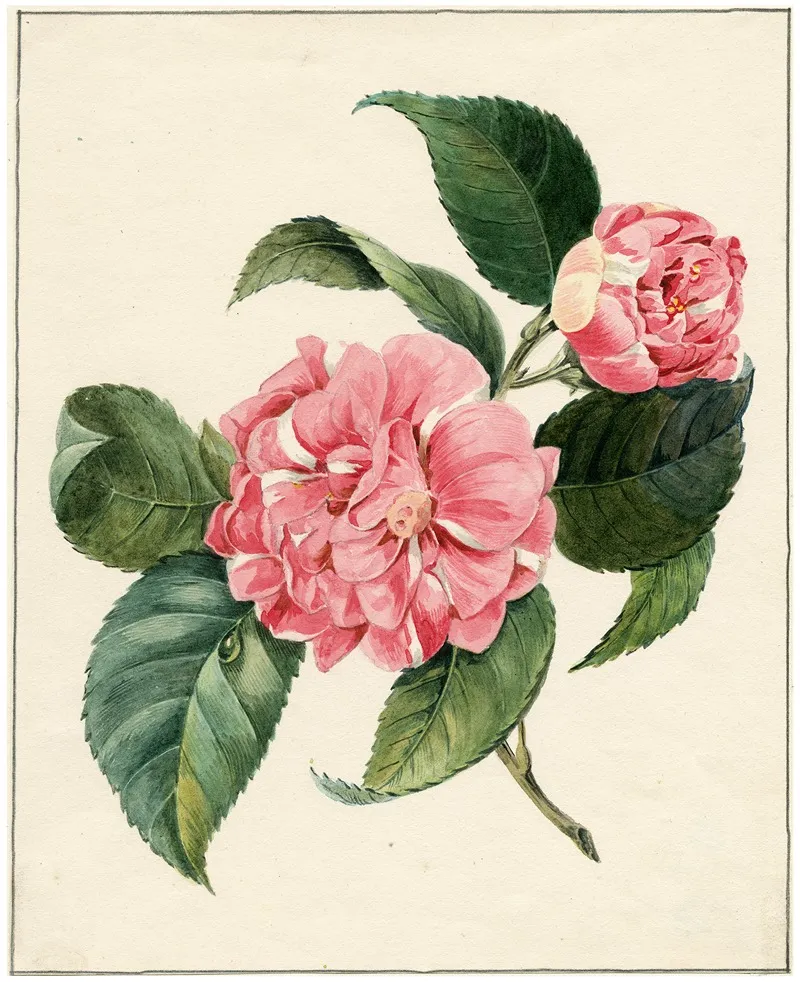 Peony 4 Wall Art by Albertus Jonas Brandt - High-Resolution Digital Print