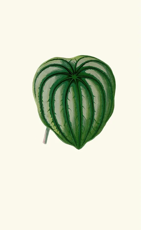 Peperomia Argyrea Wall Art by Edward Joseph Lowe - High-Resolution Digital Print