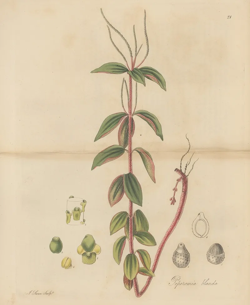 Peperomia Blanda Wall Art by William Jackson Hooker - High-Resolution Digital Print