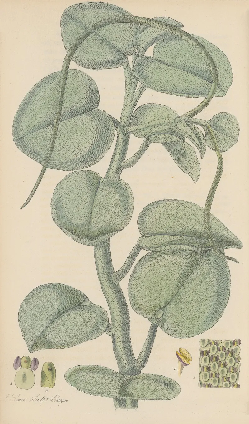 Peperomia Incana Wall Art by William Jackson Hooker - High-Resolution Digital Print
