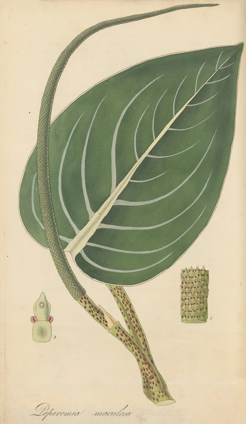 Peperomia Maculosa Wall Art by William Jackson Hooker - High-Resolution Digital Print