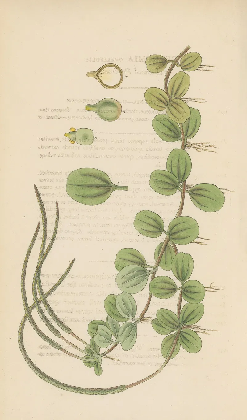 Peperomia Ovalifolis Wall Art by William Jackson Hooker - High-Resolution Digital Print