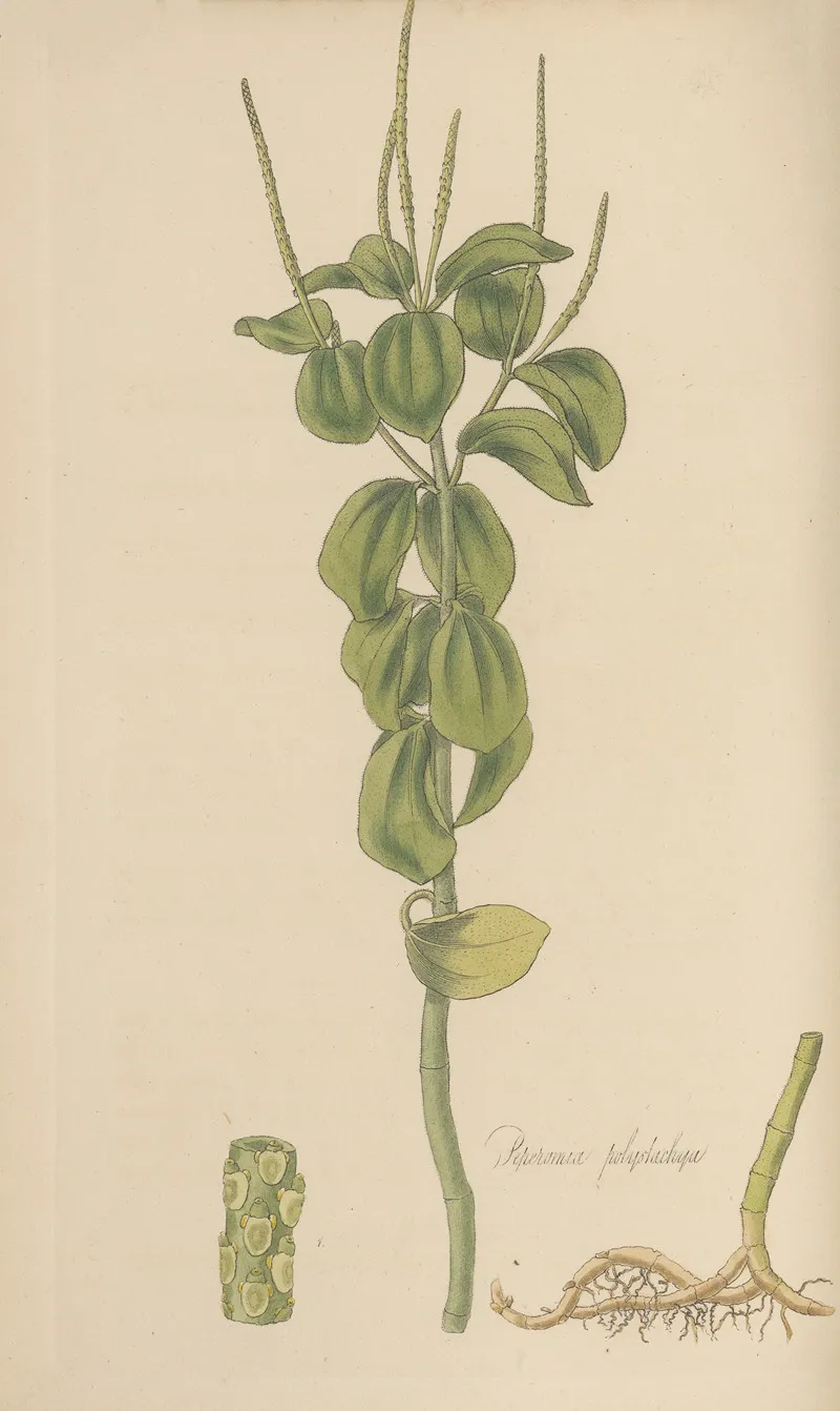 Peperomia Polystachia Wall Art by William Jackson Hooker - High-Resolution Digital Print