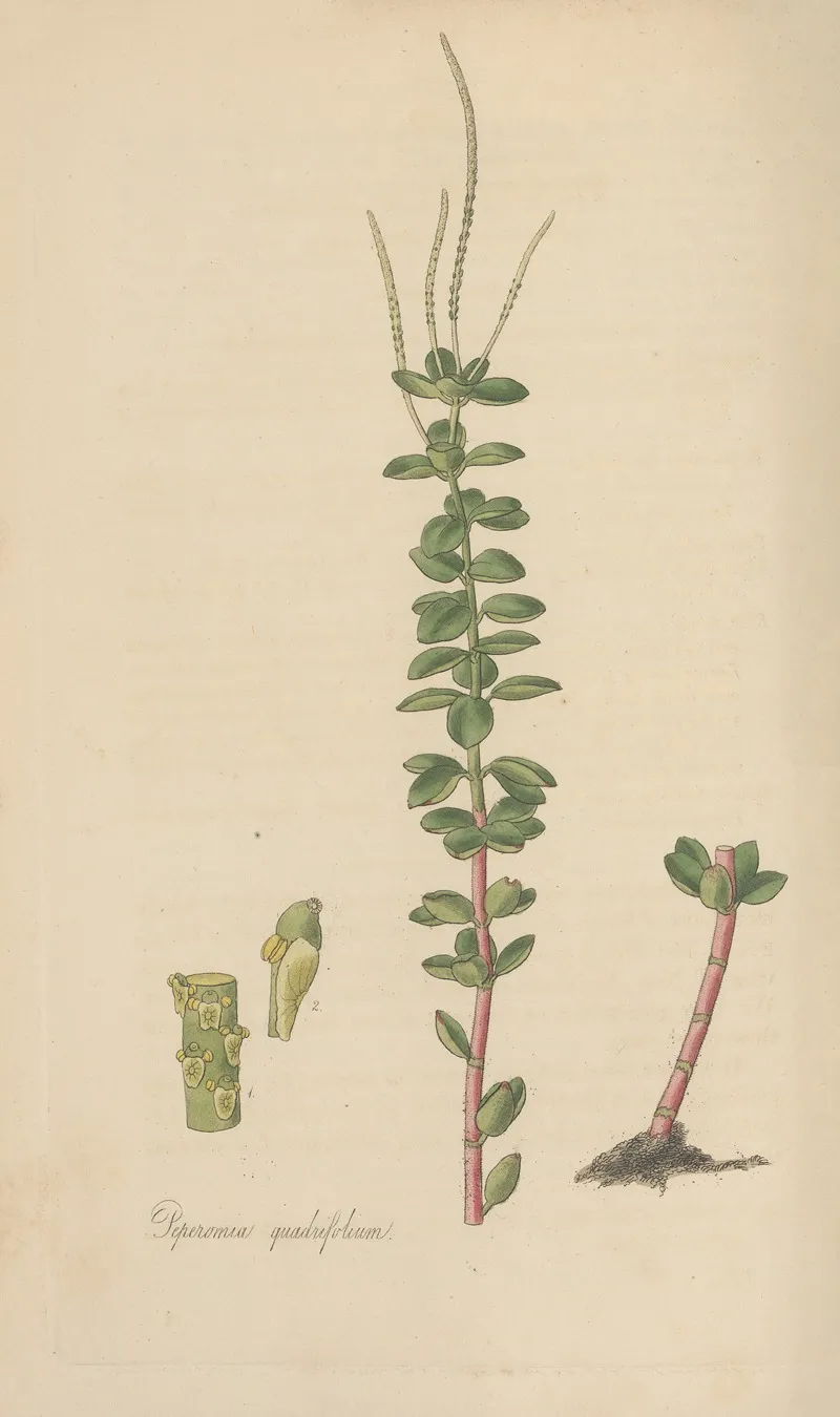 Peperomia Quadrifolium Wall Art by William Jackson Hooker - High-Resolution Digital Print