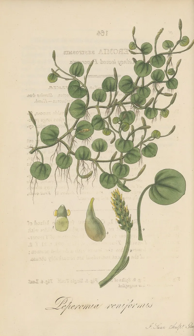 Peperomia Renirormis Wall Art by William Jackson Hooker - High-Resolution Digital Print