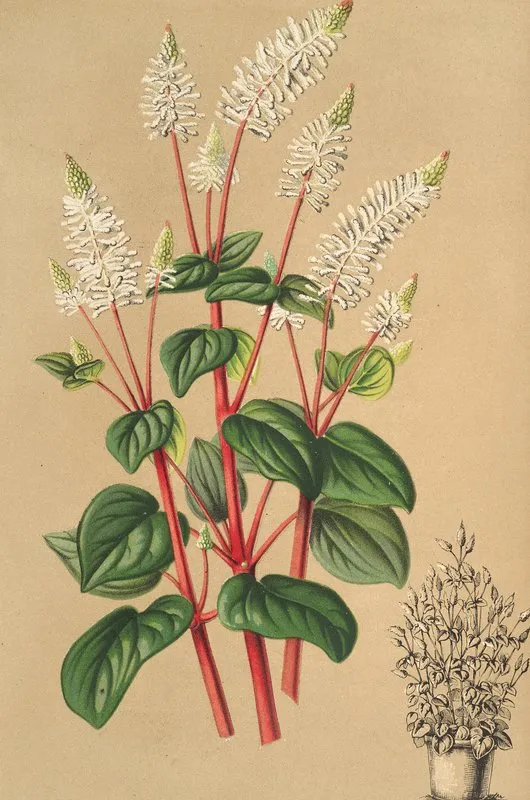 Peperomia Resedaeflora Wall Art by Charles Antoine Lemaire - High-Resolution Digital Print