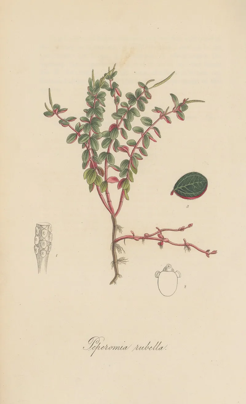 Peperomia Rubella Wall Art by William Jackson Hooker - High-Resolution Digital Print