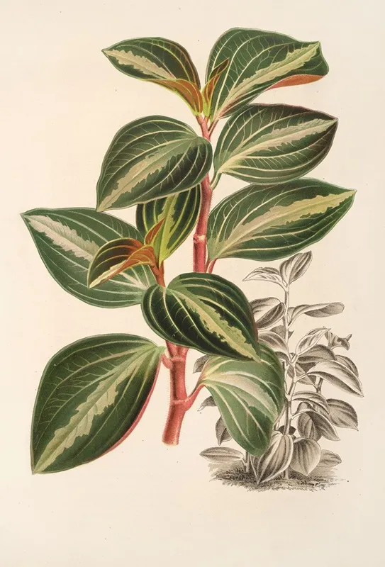 Peperomia Velutina Wall Art by Charles Antoine Lemaire - High-Resolution Digital Print
